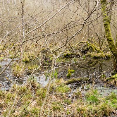 Les mares forestières et la voie romaine