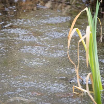 Les mares forestières et la voie romaine
