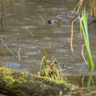 Les mares forestières et la voie romaine