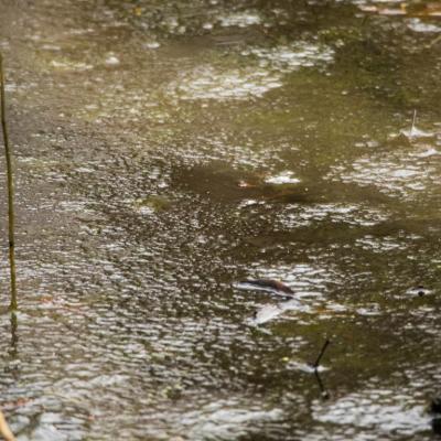 Les mares forestières et la voie romaine