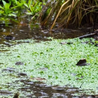 Les mares forestières et la voie romaine