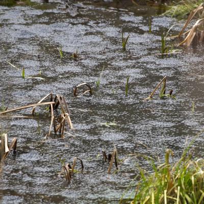 Les mares forestières et la voie romaine