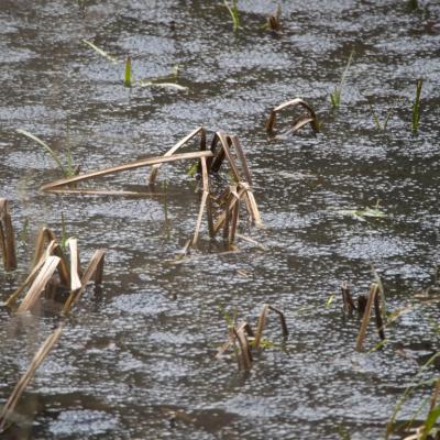 Les mares forestières et la voie romaine