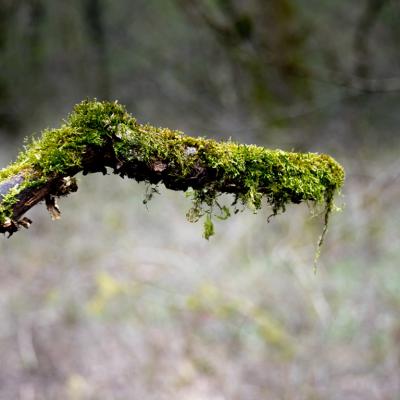 Les mares forestières et la voie romaine