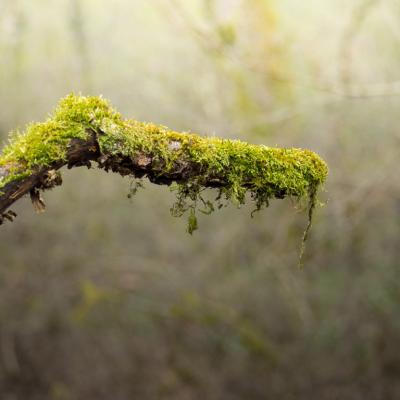 Les mares forestières et la voie romaine