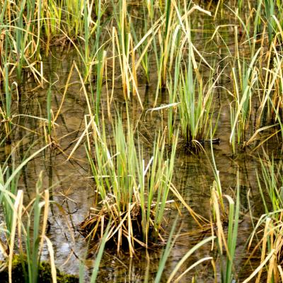 Les mares forestières et la voie romaine