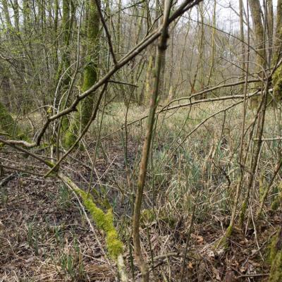 Les mares forestières et la voie romaine