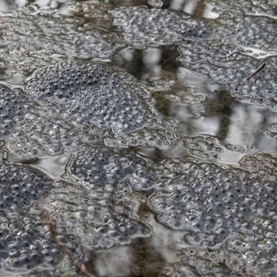 Les mares forestières et la voie romaine