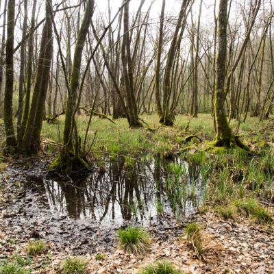 Les mares forestières et la voie romaine