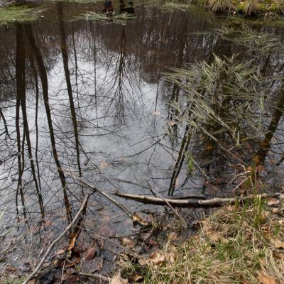 Les mares forestières et la voie romaine