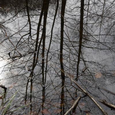 Les mares forestières et la voie romaine