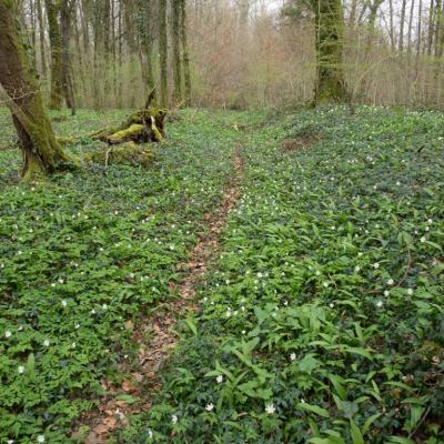 Les mares forestières et la voie romaine