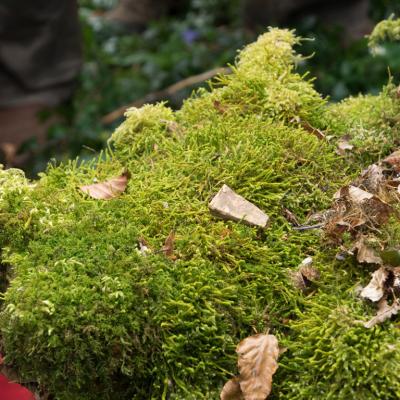 Les mares forestières et la voie romaine