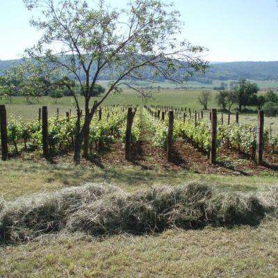 Nature en bord de Loue