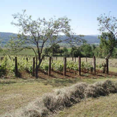 Nature en bord de Loue