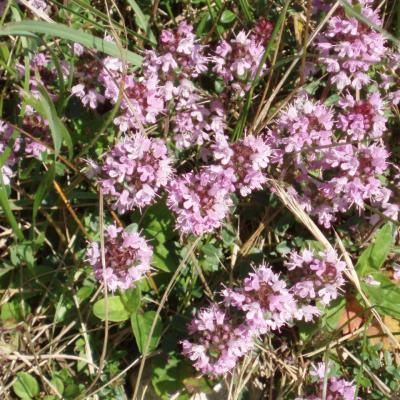 Nature en bord de Loue