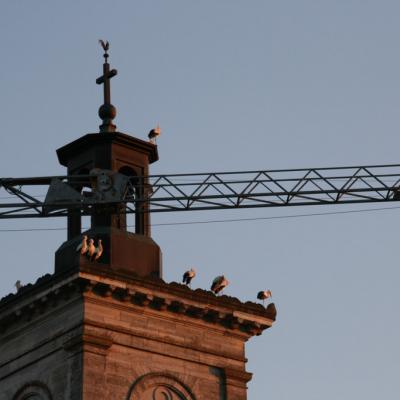 Les cigognes sont arrivées!