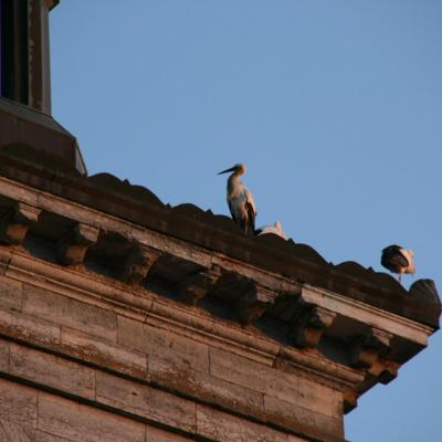 Les cigognes sont arrivées!