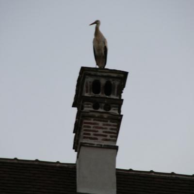 Les cigognes sont arrivées!