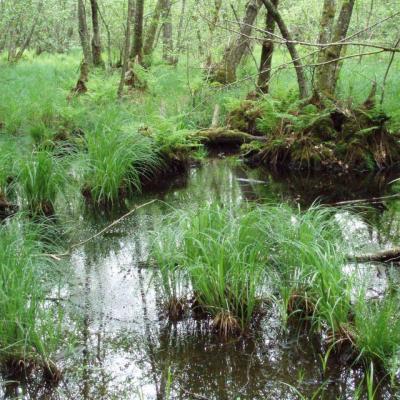 La forêt autour de Liesle