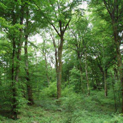La forêt autour de Liesle