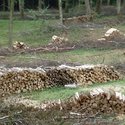 La forêt autour de Liesle