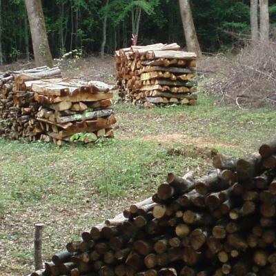 La forêt autour de Liesle