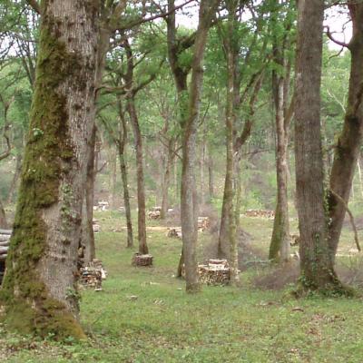 La forêt autour de Liesle