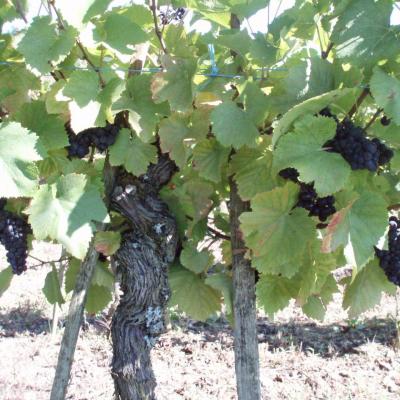 La vigne de Liesle