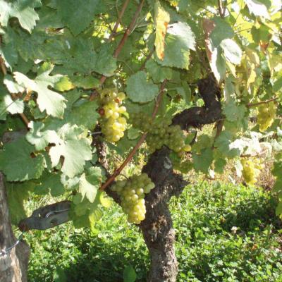 La vigne de Liesle