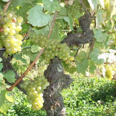 La vigne de Liesle