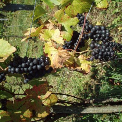La vigne de Liesle