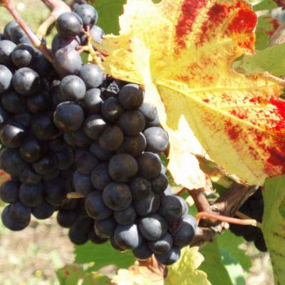 La vigne de Liesle